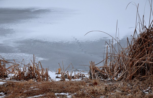 Frozen pond at Carey Park in Hutchinson, Kansas