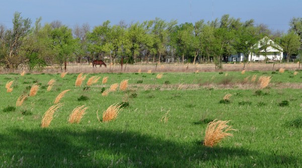 field with horse and farm house