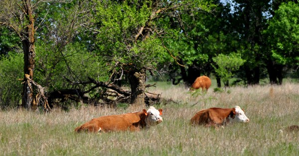 resting cows